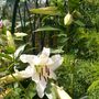 First white lily to open