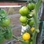 Golden Sunrise...Yellow tomatoes