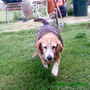 Robbie My Beagle