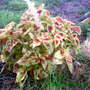 Another Variety of Coleus