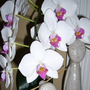 A garden flower photo