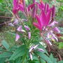 Cleome hassleriana (Spider flower)