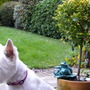 Tilly's Garden!