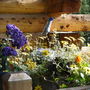 Morning Porch