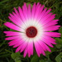 New Deep pink