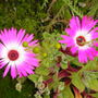Livingstone Daisy