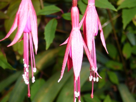 A garden flower photo