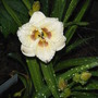 Daylily