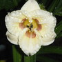 Daylily