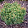 Pinus_sylvestris_andorra