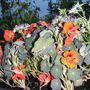 Nasturtium
