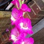Gladioli 'Wind Song' (gladiolus)