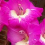 Gladioli 'Wind Song' - close up (gladiolus)