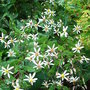 Aster_divaricatus