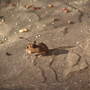 Field Mouse