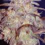 G-13 (Cannabis Sativa)