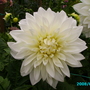 Garden_flowers_003