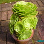 Garden_flowers_001