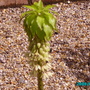 Eucomis