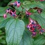 Clerodendrum_trichotomum