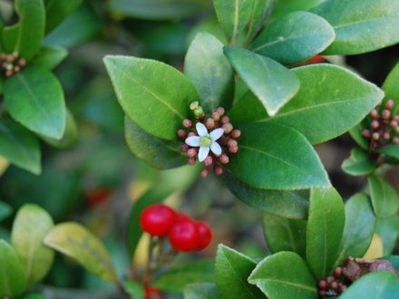 Ilex aquifolium (Ilex aquifolium)