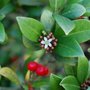 Ilex_aquifolium