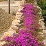Spanish garden (Lampranthus spectabilis (Trailing Ice Plant))