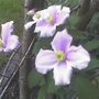A garden flower photo