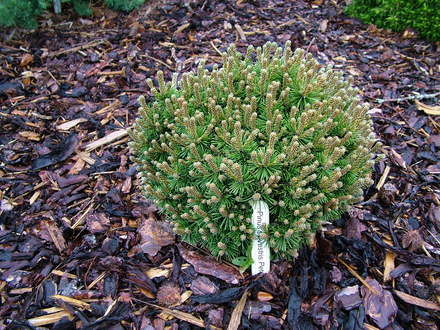 Pinus sylvestris Peter Hearne (common name; Scots pine)