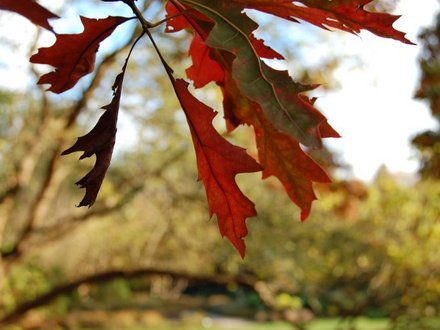 Autumn colours (Quercus coccinea)