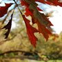 Quercus_coccinea__splendens_