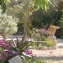 agave