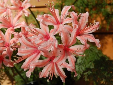 Nerine 'Kim'