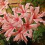 Nerine__kim_
