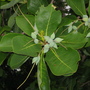 Terminalia muelleri (Terminalia muelleri.)