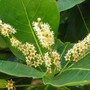 Terminalia muelleri (Terminalia muelleri)
