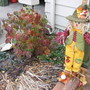Korean Spice Vibernum