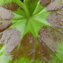 After_the_rain