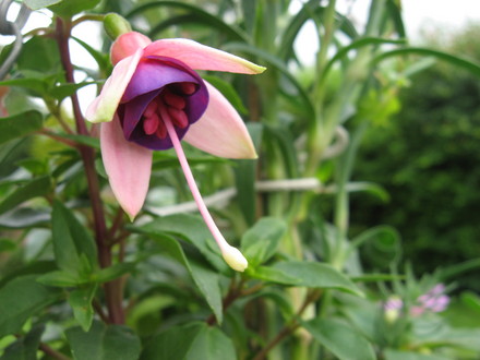 A garden flower photo