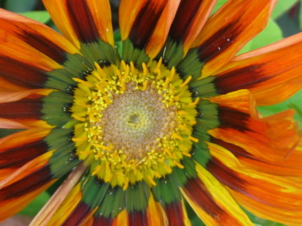 Gazania (Gazania)