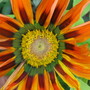 Gazania