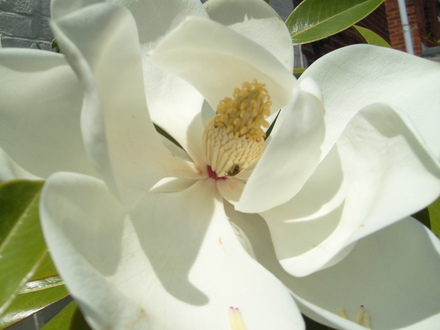 Magnolia