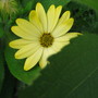 Osteospermum Tambero (Osteospermum)
