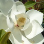 Magnolia_2