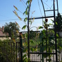 Spanish Flag (Mina Lobata)