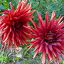 P1020787