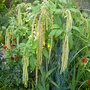 Amaranthus paniculatus