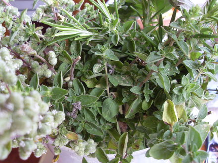 herbs