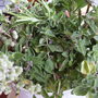 herbs