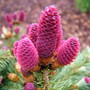 Picea_pungens_herman_naue